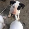 Un bébé à Laya 2