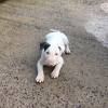 Un bébé à Laya 6