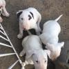 Des bébés à Laya