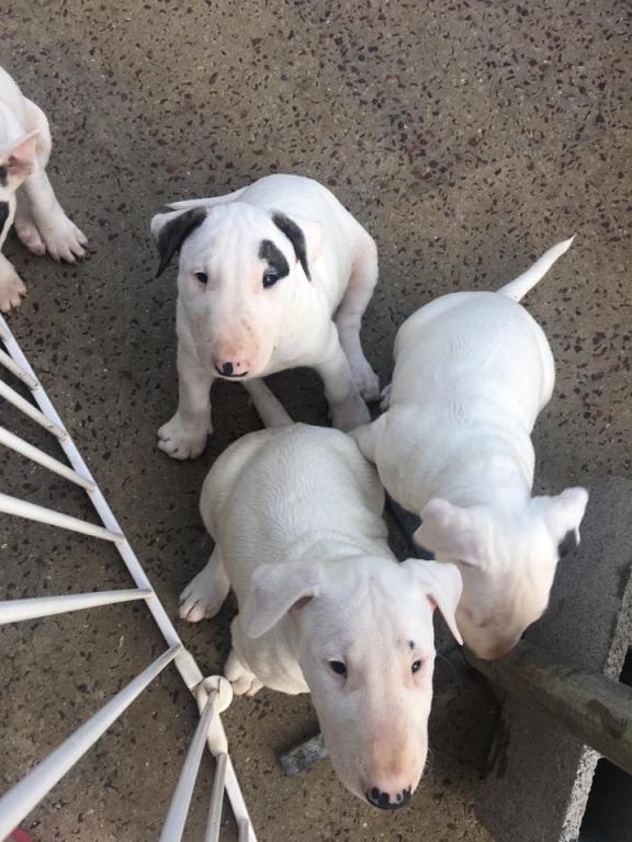 Des bébés à Laya