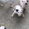 Des bébés à Laya