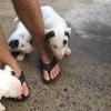 Des bébés à Laya
