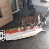 Initiation au surf