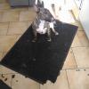 J'aimais pas ce tapis de toute façon!