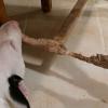 Non le Bull Terrier n'est pas un rongeur ...