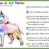 Les 8 vœux du Bull Terrier