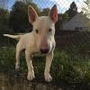 Baldo