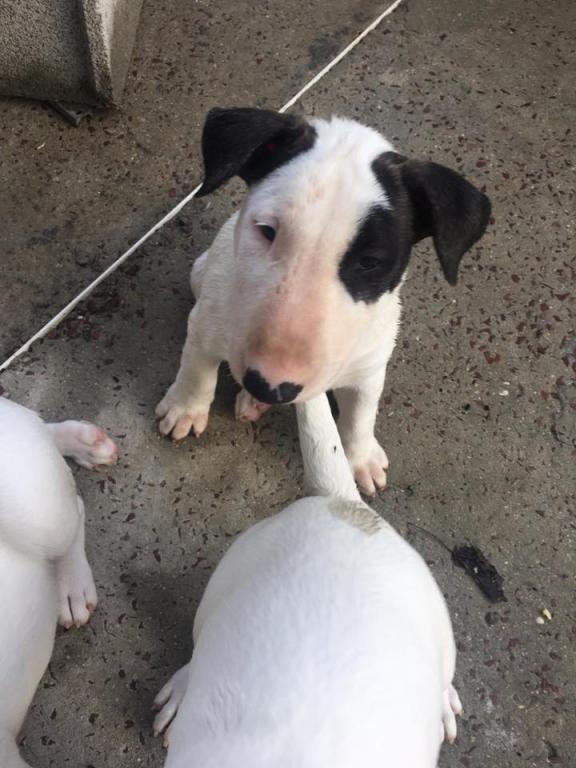 Un autre bébé (femelle) de Laya