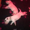 Des chiots de moins d'une semaine