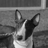 Cheyenne