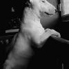 Dobby 