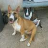 Falko (bringe & blanc) et Gaya (fauve) 