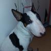 Gabin
