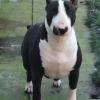 Galou