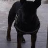 Gangsta Black