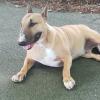 Iona