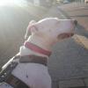 Izzy