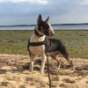 Losko