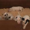 Les bébés de Laya