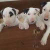 Les bébés de Laya