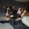 Milow et Stark 