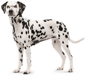 Dalmatien