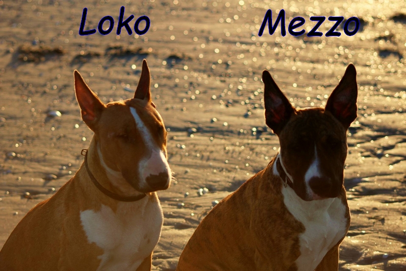 Loko mezzo