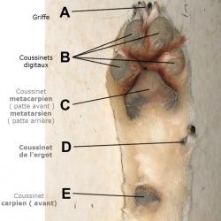 Anatomie de la patte
