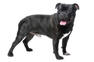 Staffordshire bull terrier